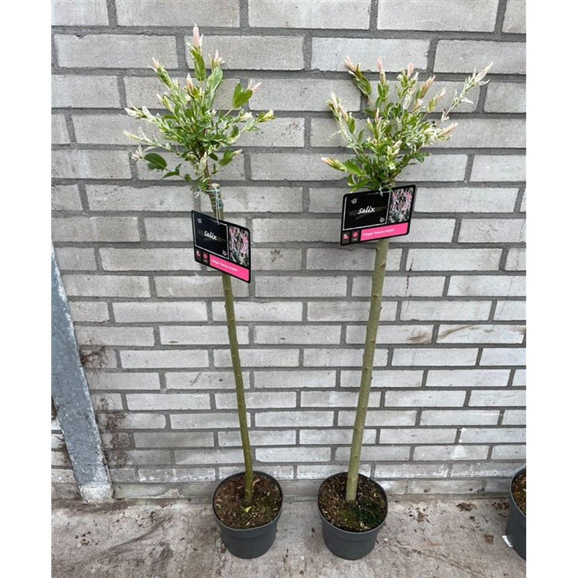 Japansk vide – Salix integra 'Hakuro-nishiki' - 80 CM Stem C3